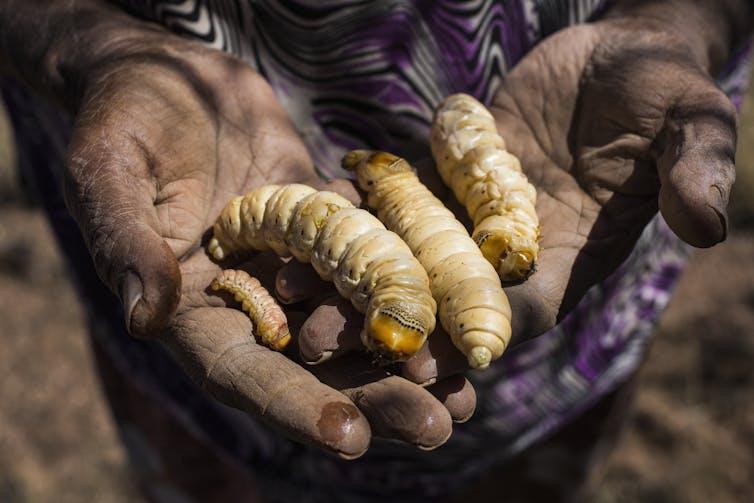 Witjuti grubs are one of 60 edible insects species in Australia