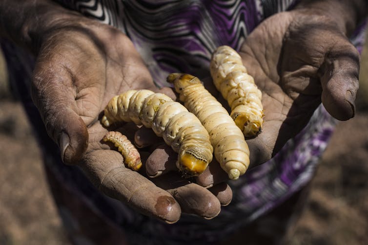 Larvas witjuti son una de las 60 especies de insectos comestibles australianas