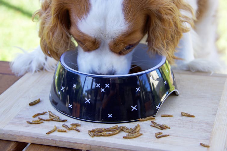 Perro comiendo de un plato con insectos alrededor