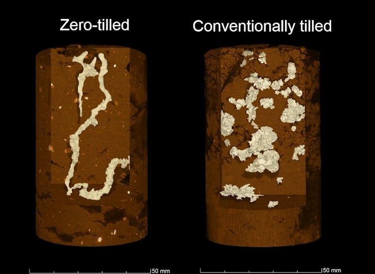 X-ray scans comparing a soil core from a field with conventional tilling, versus one with no tilling.