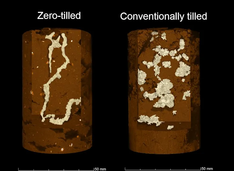 X-ray scans comparing a soil core from a field with conventional tilling, versus one with no tilling.
