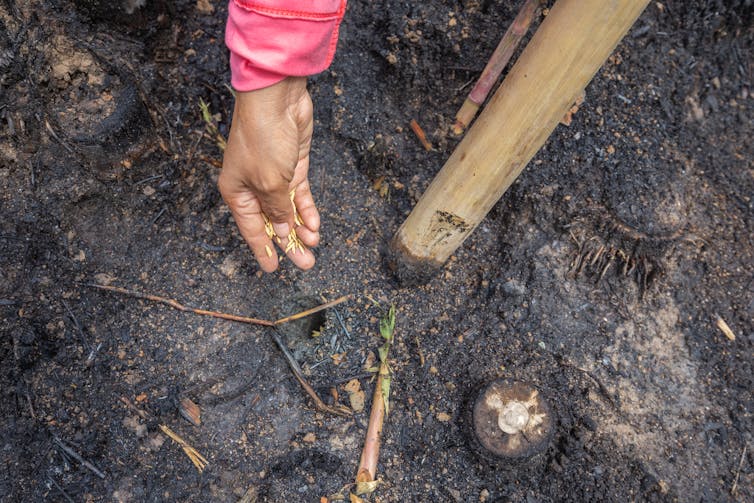 A farmer holds seeds over a hole in the soil they have just drilled with a pole.