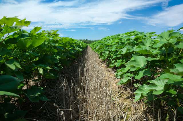 Two rows of cotton plants separated by stubbly soil.