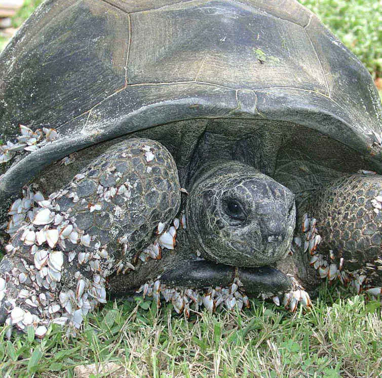 Barnacle Tortoise One incredible ocean crossing may have made human evolution possible