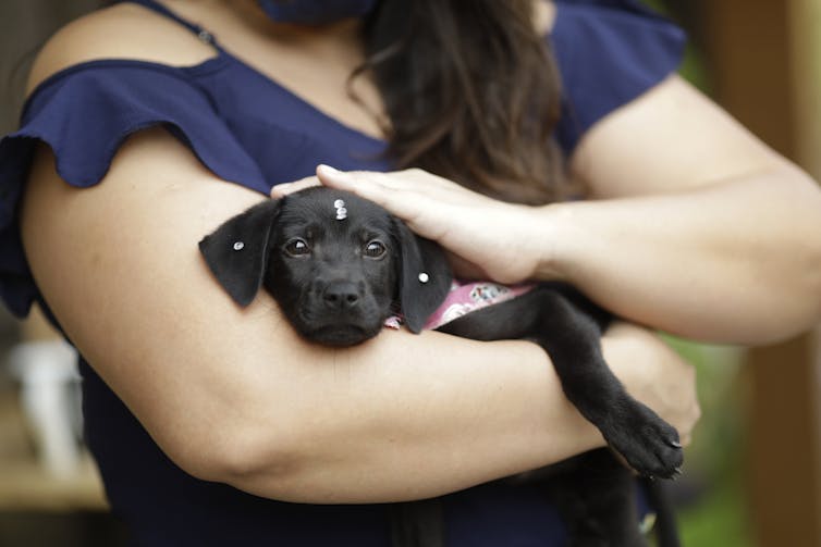 A black puppy in a woman's arms.
