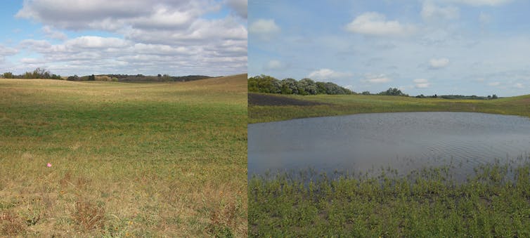 Low-lying zone of a farm field before and after conversion to a wetland.
