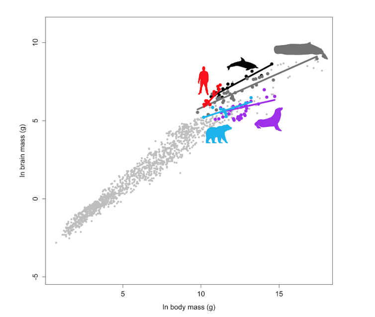Scatter plot of brain size relative to body size