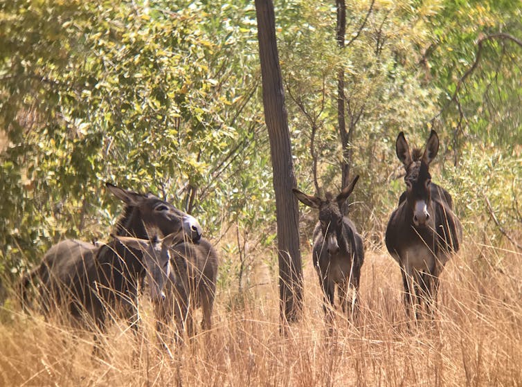 Some of the last feral donkeys of the Kimberley. 