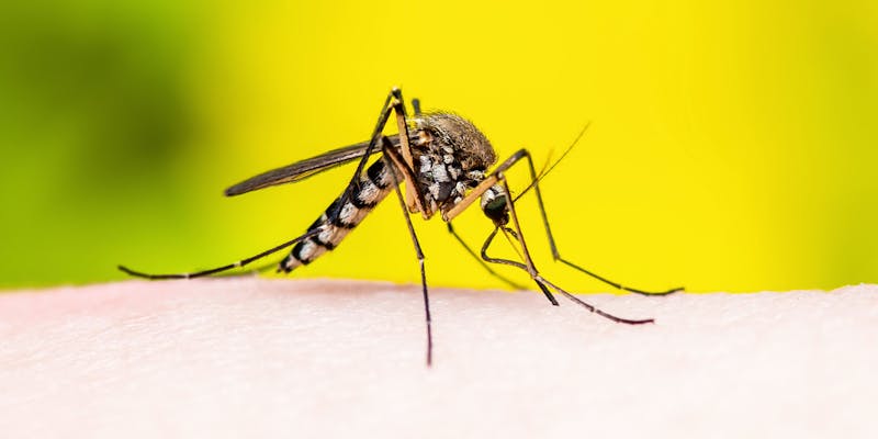 Las vacunas de la covid-19 demuestran lo rápido que se podría desarrollar una contra la malaria