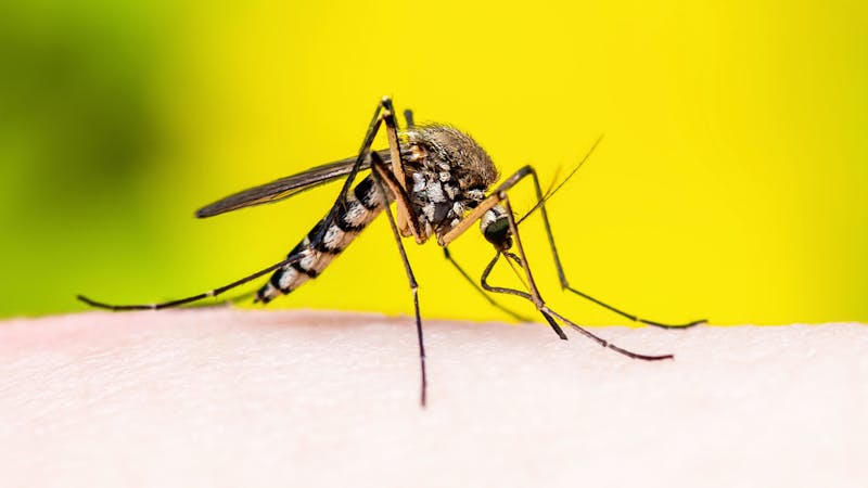 Las vacunas de la covid-19 demuestran lo rápido que se podría desarrollar una contra la malaria Las vacunas de la covid-19 demuestran lo rápido que se podría desarrollar una contra la malaria