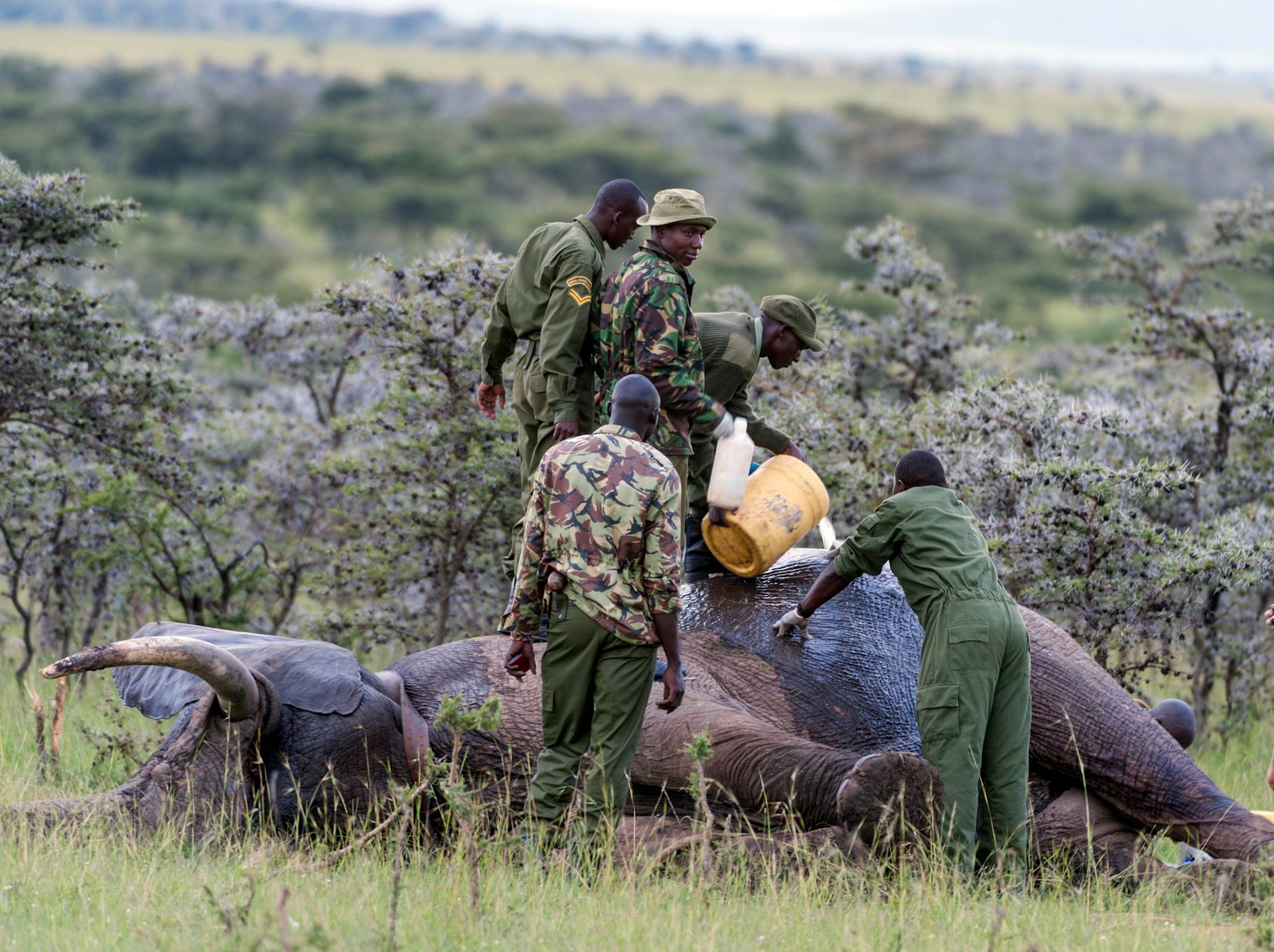 How Elephants Raid Crops In Kenya’s Masai Mara Has Changed. Why It Matters