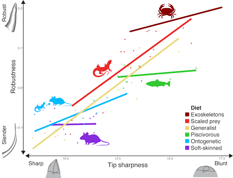 How snake fangs evolved to perfectly fit their food