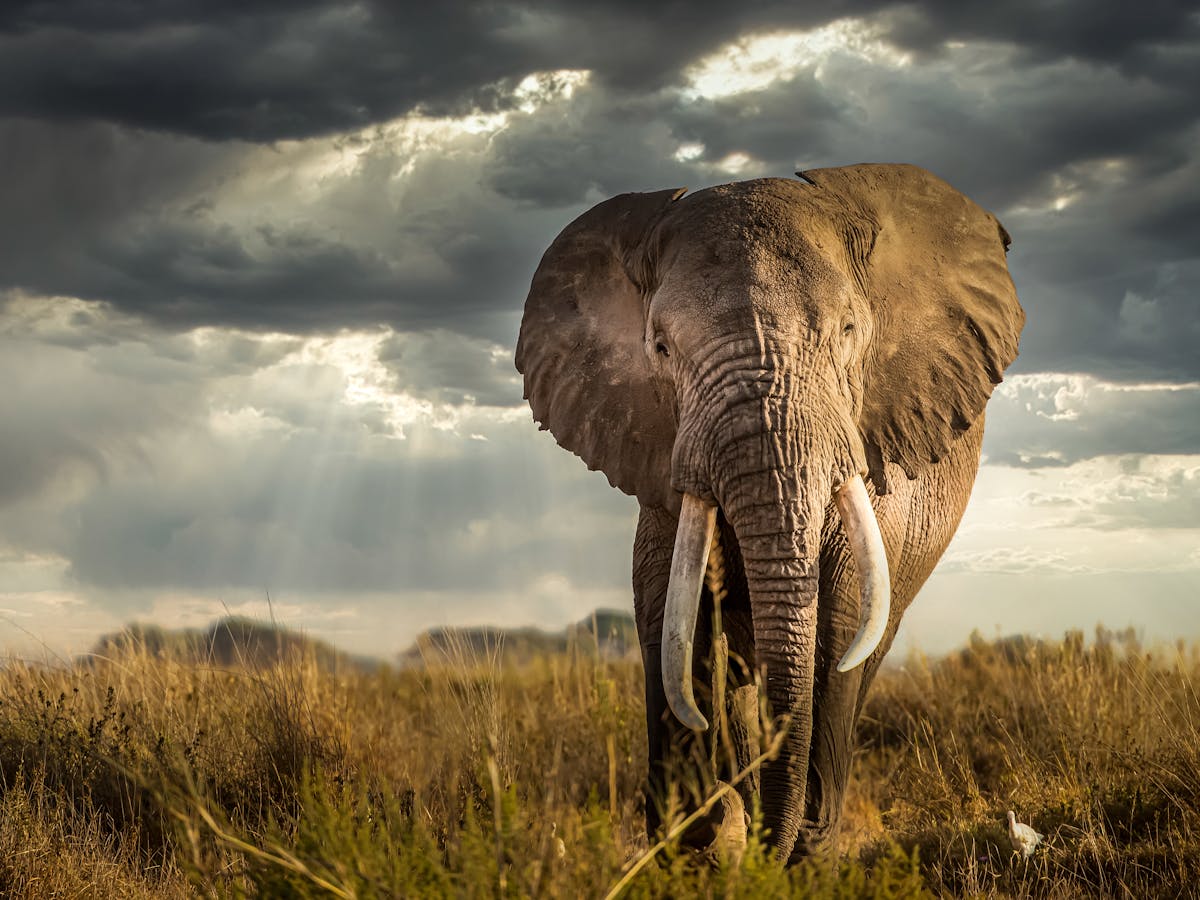 How elephants raid crops in Kenya's Masai Mara has changed. Why it matters