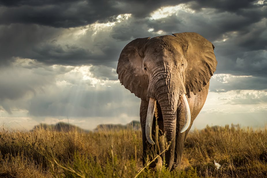 A large African elephant