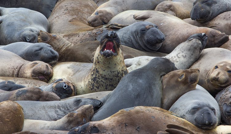 Lots of seals lying next to each other