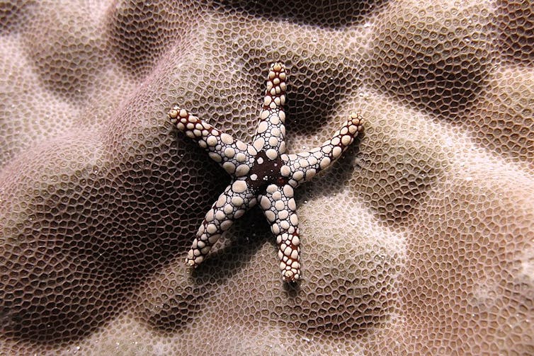 Estrela do mar em um coral