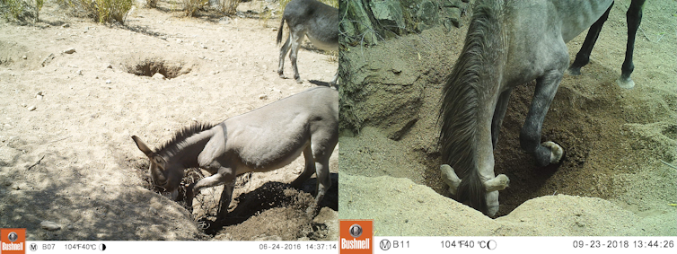 Feral desert donkeys are digging wells, giving water to parched wildlife