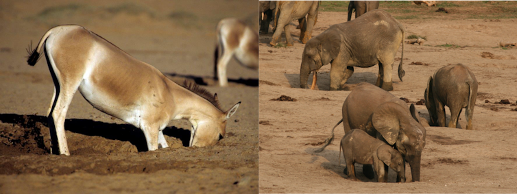 Feral desert donkeys are digging wells, giving water to parched wildlife