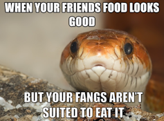 How snake fangs evolved to perfectly fit their food