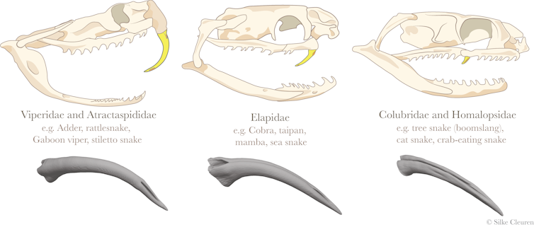 Overview of the skulls across the different venomous snake families