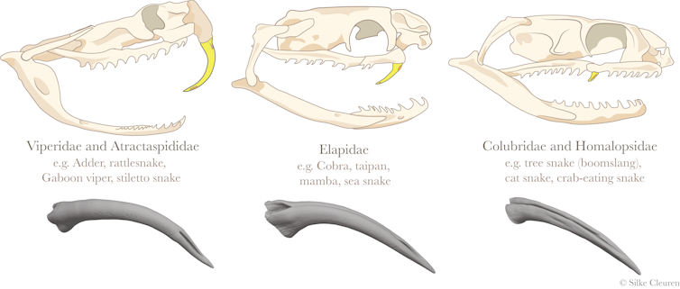 How snake fangs evolved to perfectly fit their food