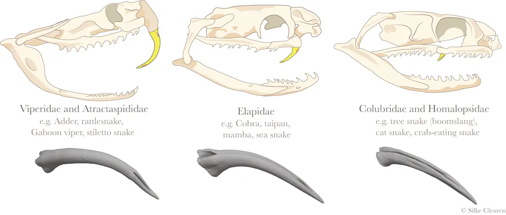 How snake fangs evolved to perfectly fit their food