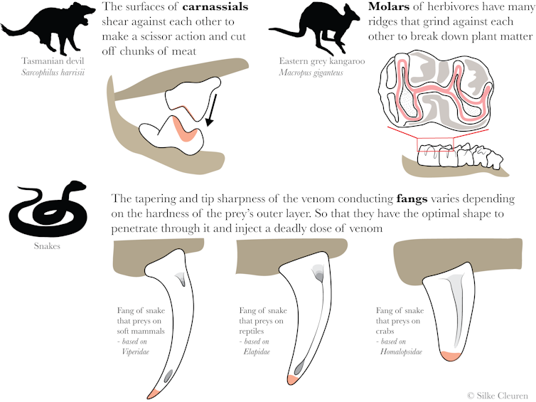 How snake fangs evolved to perfectly fit their food