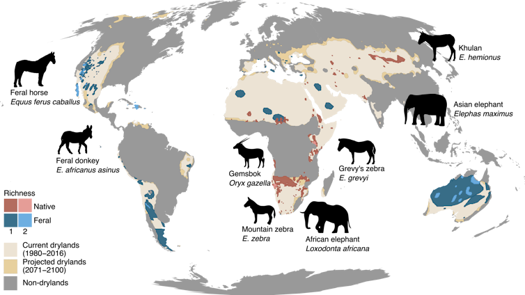 Feral donkeys, horses (mapped in blue), and other existing megafauna (mapped in red) may restore digging capacities to many drylands. 