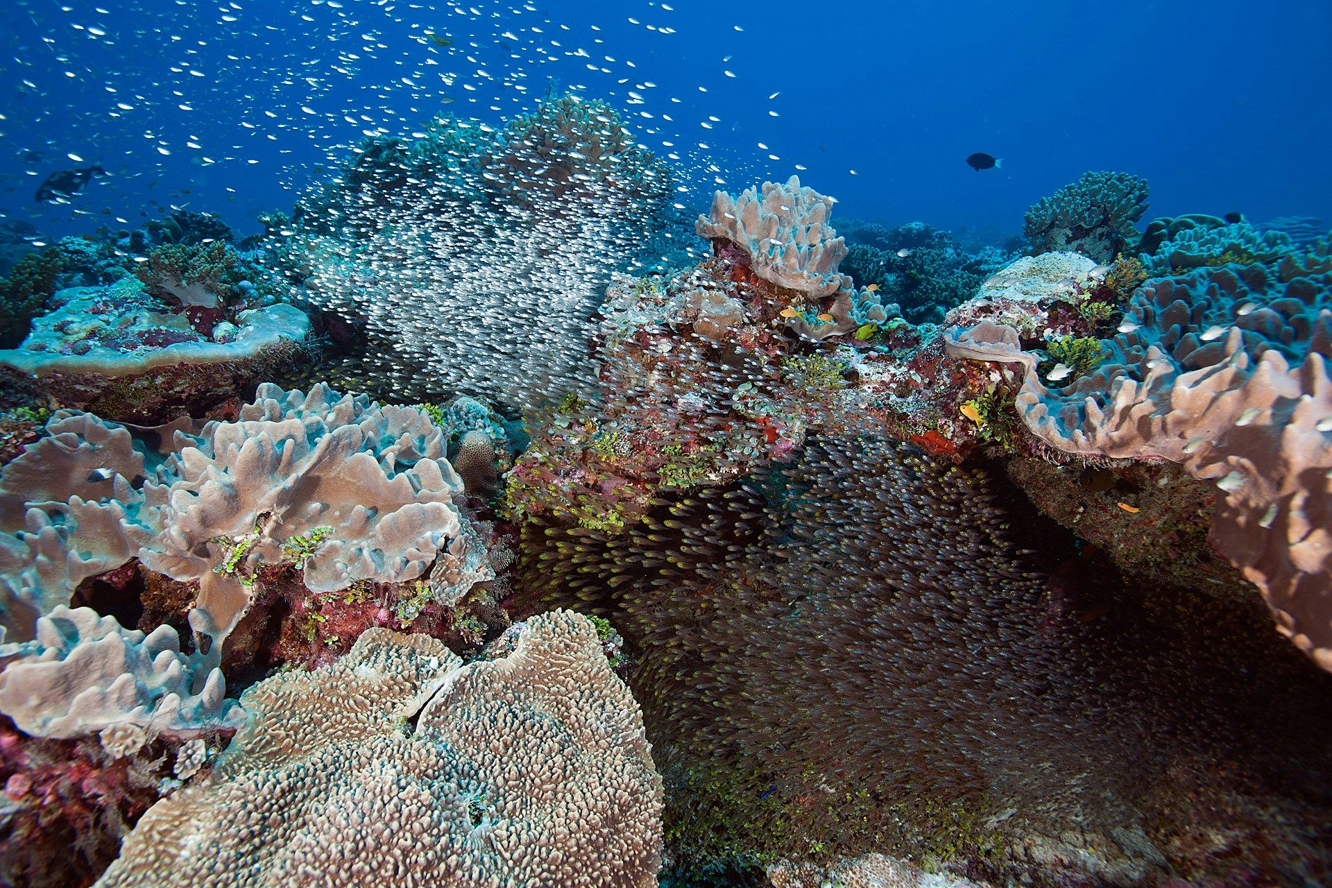 Watching a coral reef die as climate change devastates one of the