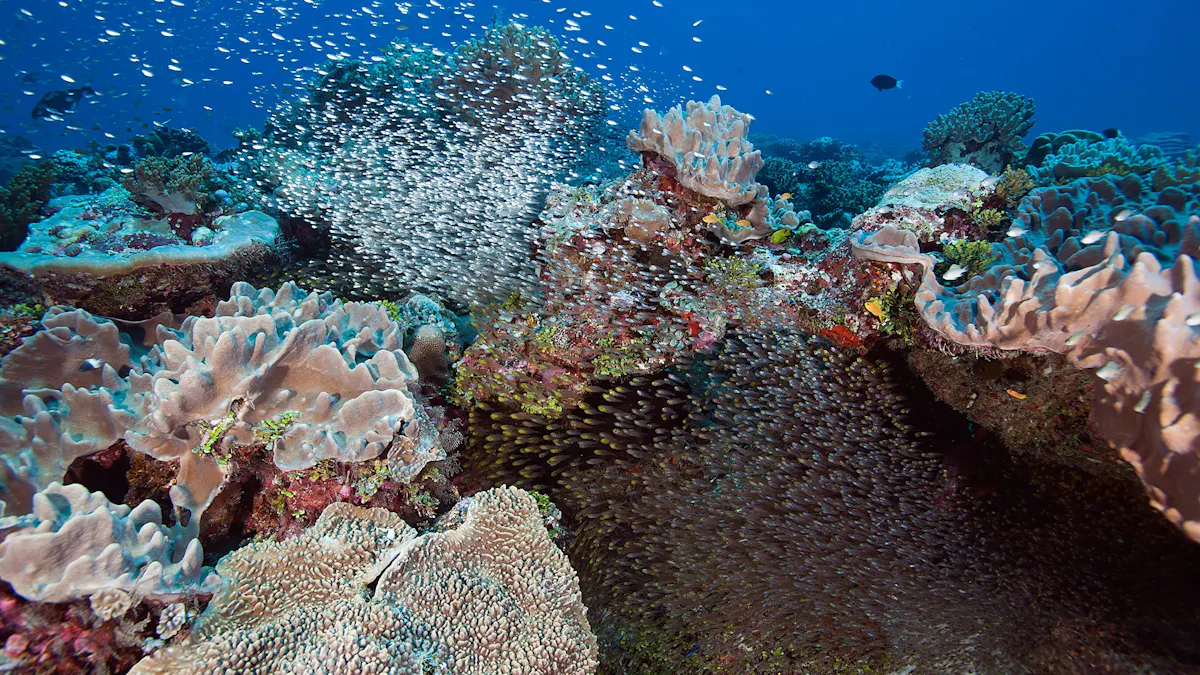 Watching a coral reef die as climate change devastates one of the most pristine tropical island areas on Earth