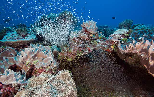 Schools of fish stream out from among the corals