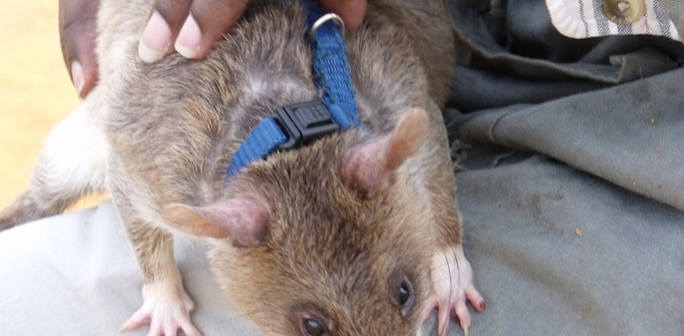 Rise of the super rat: rodents detect landmines, sniff out TB, find