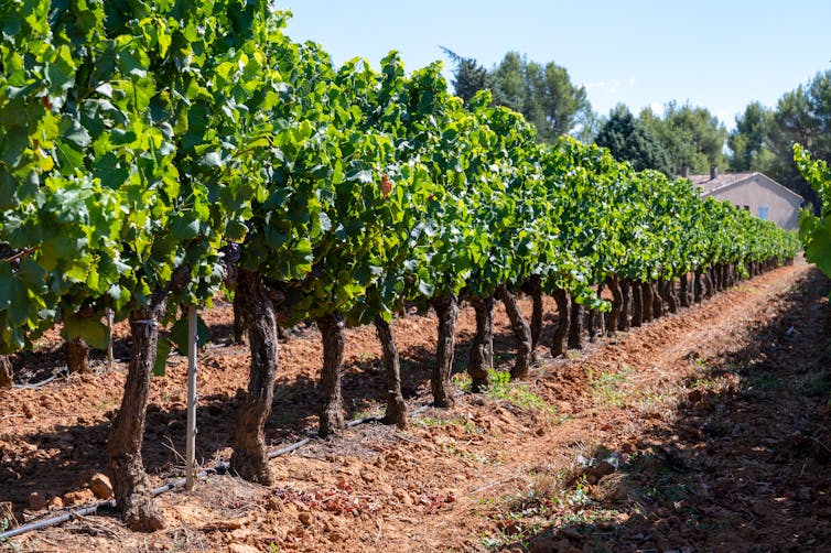 Vineyards with red clay soil