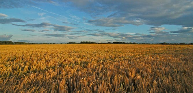 Commodities News Research And Analysis The Conversation Page 4