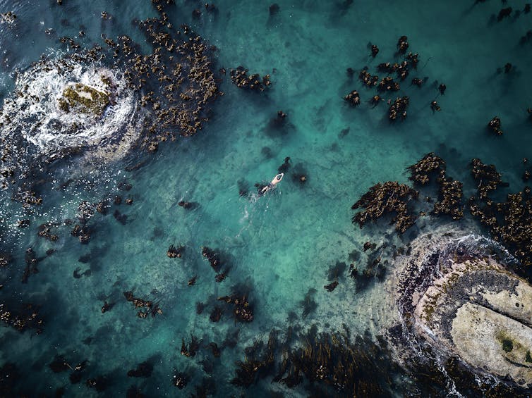 An overhead image of a blue ocean, seaweed forming tufts of forest under the water; a man swims on the surface of the water.