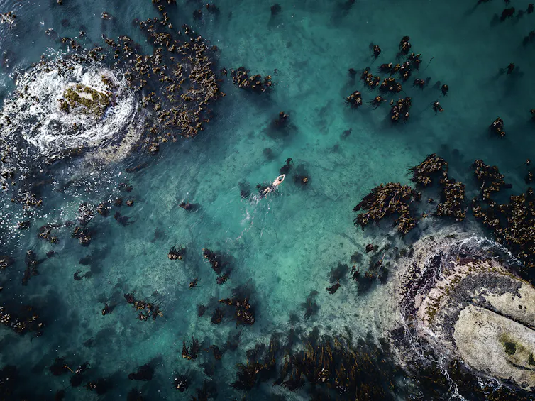 An overhead image of a blue ocean, seaweed forming tufts of forest under the water; a man swims on the surface of the water.