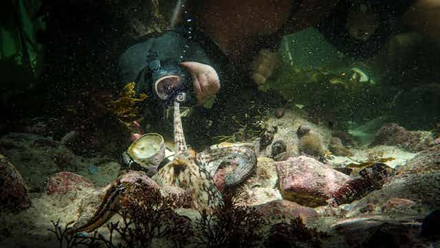 An underwater scene in a pool of light on a seafloor - a man in diving goggles peers at an octopus, which has reached one tentacle out to touch the man's face.