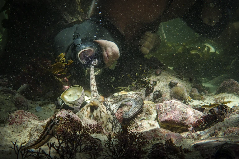 An underwater scene in a pool of light on a seafloor - a man in diving goggles peers at an octopus, which has reached one tentacle out to touch the man's face.