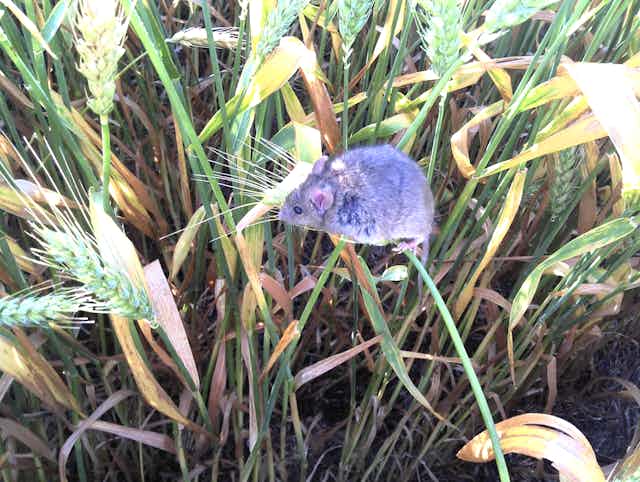 A mouse sitting on crops
