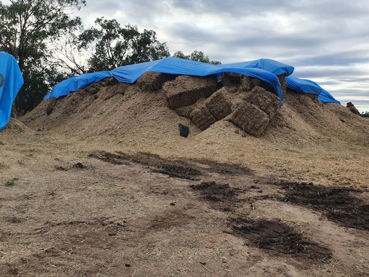 A haystack with a blue tarp over it