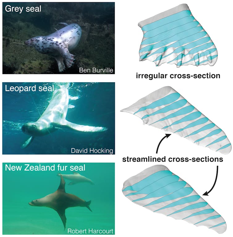 how evolution engineered nature’s underwater acrobats