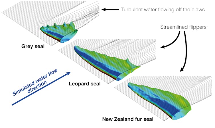 Swim like a sea lion, splash like a seal: how evolution engineered nature’s underwater acrobats