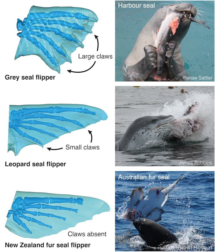 how evolution engineered nature’s underwater acrobats