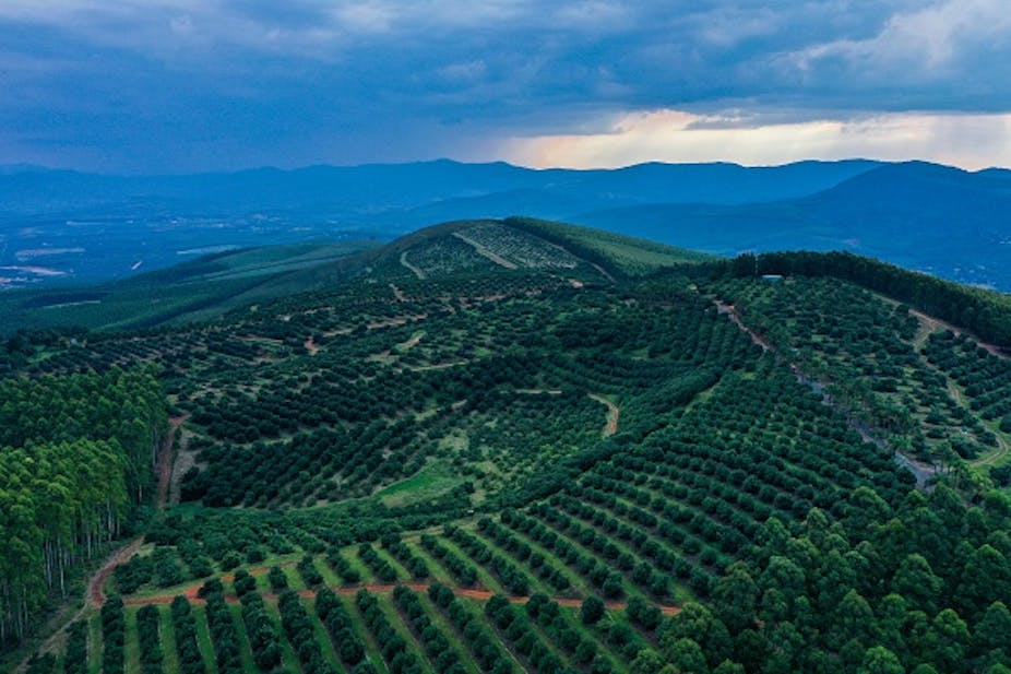 Aerial view of hilly landscape with plantation of trees