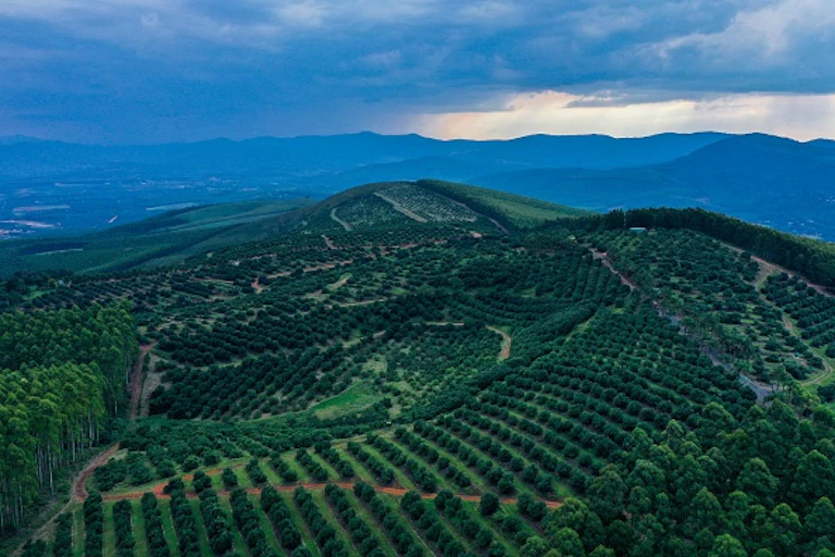 Aerial view of hilly landscape with plantation of trees