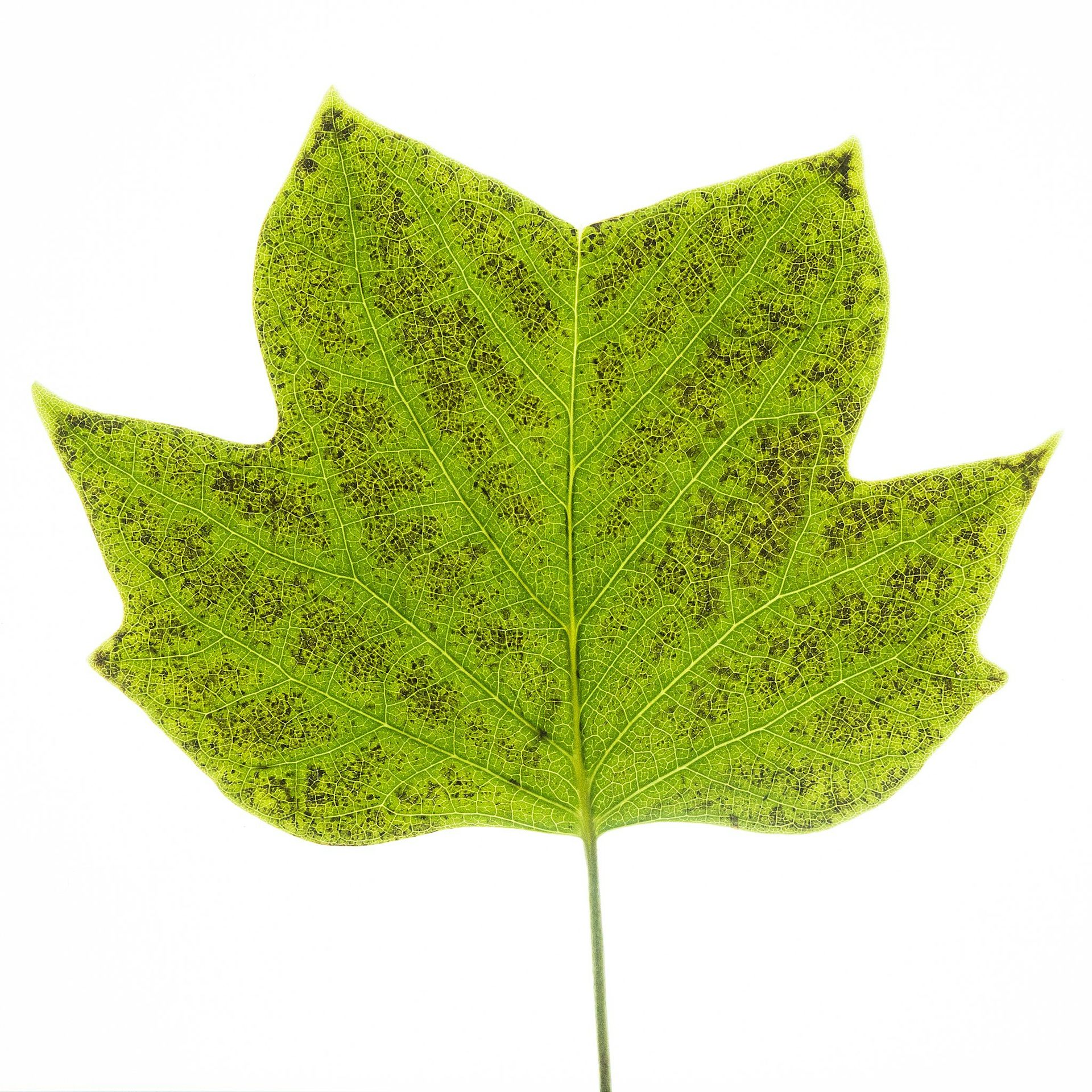 L Ozone Et Les Plantes Histoire D Une Relation Toxique