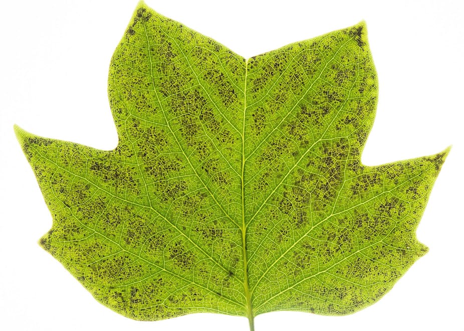 L Ozone Et Les Plantes Histoire D Une Relation Toxique L Ozone Et Les Plantes Histoire D Une Relation Toxique