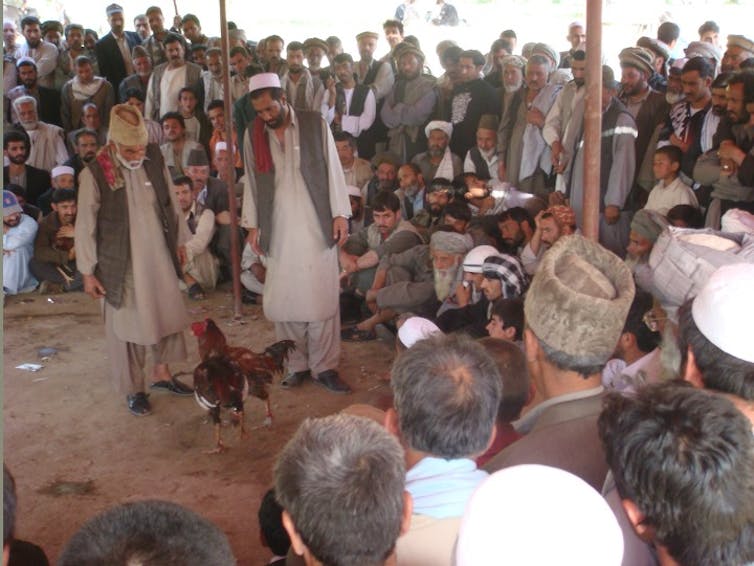 Two chickens fight in the center of a crowd of people, watching the action closely