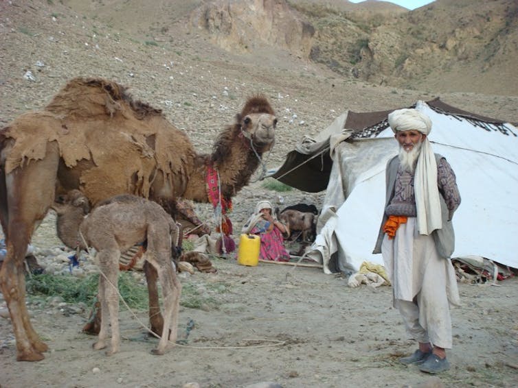 A bearded man in a turban stands with an adult camel and a camel calf in front of a tent.