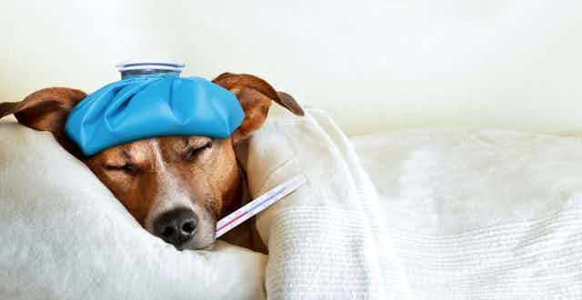 Dog with ice pack and thermometer laying in bed
